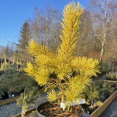 Pinus sylvestris 'Wolting's Gold' - Harilik mänd 'Wolting's Gold' C5/5L
